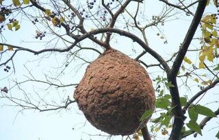 蜂巢在线观看,揭秘神秘蜂巢世界的奇幻之旅 第3张 蜂巢在线观看,揭秘神秘蜂巢世界的奇幻之旅 第3张